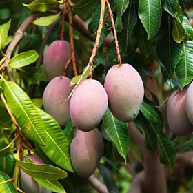 Mangga