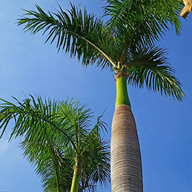 Palam Raja