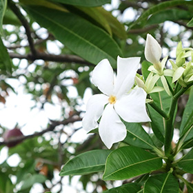 Pohon Bintaro