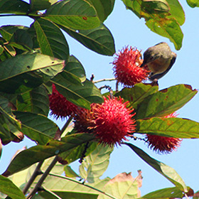 Rambutan
