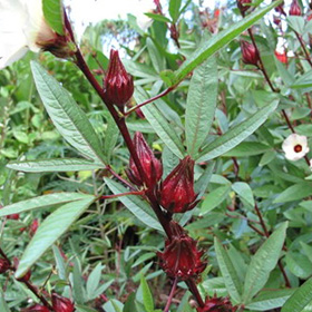 Rosella